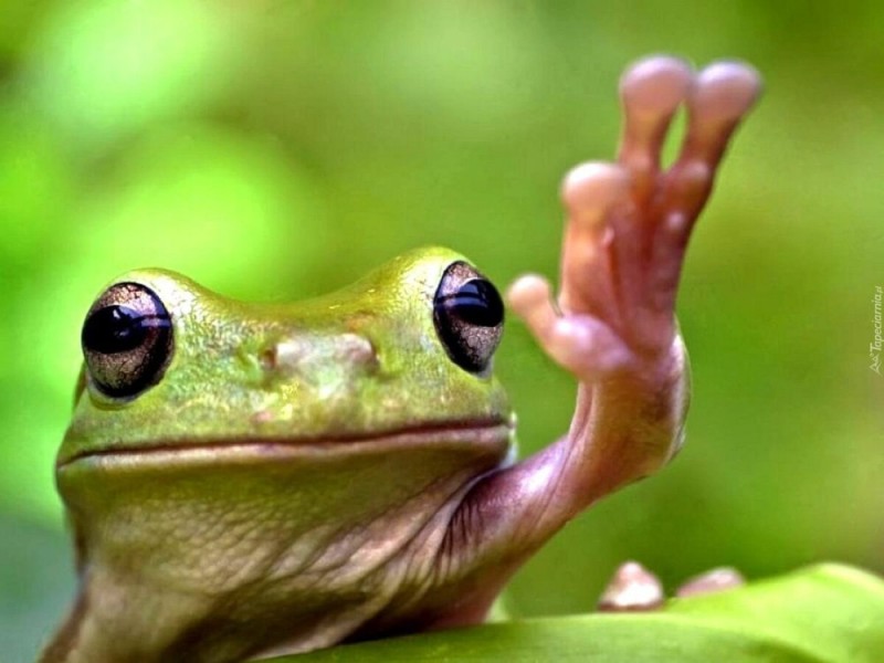 Create meme: amazing frog, the frog is cool, frog 