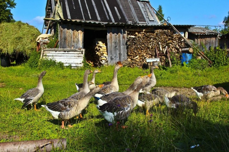 Create meme: geese in the village, geese on the farmstead, goose 