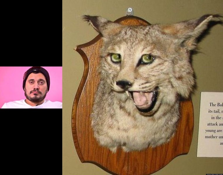 Create meme: stuffed lynx, taxidermy , skeptical lynx