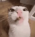 Create meme: angry cat , cat funny , cat 