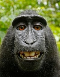 Создать мем: улыбающаяся обезьяна, добрая обезьяна, макака