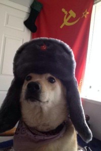 Create meme: Manev Ivan Ekaterinburg, doggo, dog