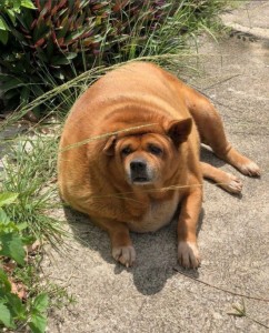 Создать мем: собака породы чау чау, очень толстая собака, чау чау собака