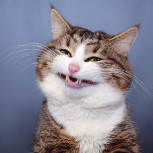 Создать мем: кошка довольная, кот, кот улыбается с зубами