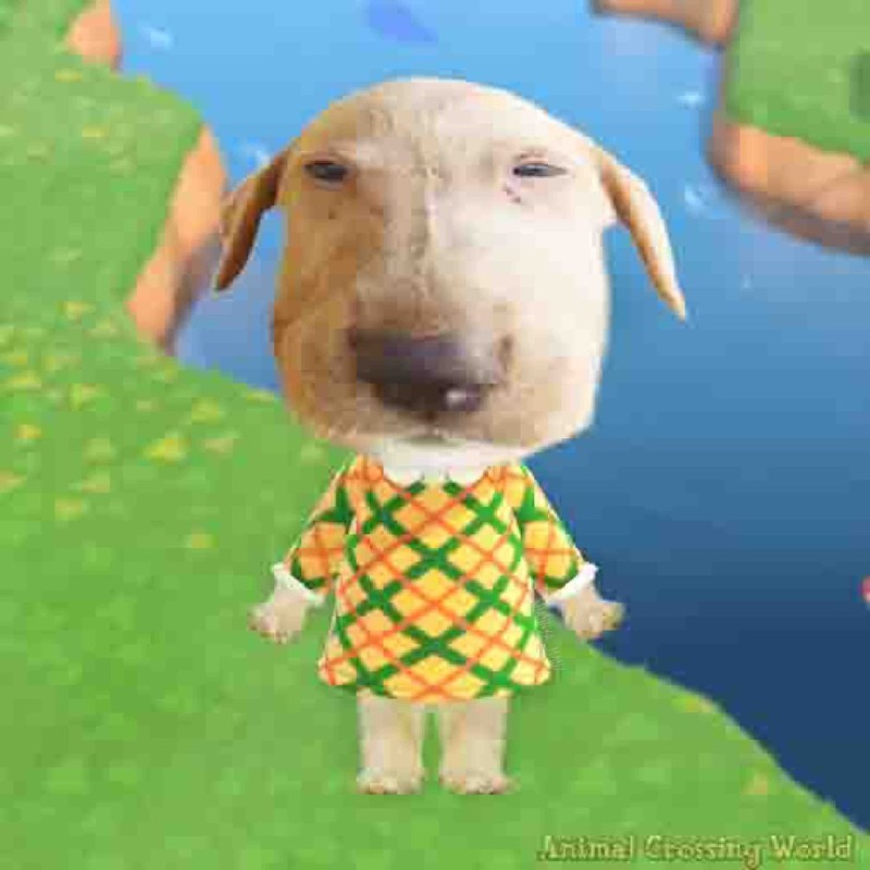 Create meme: Goldie Animal crossing, bull Terrier , mini bull Terrier