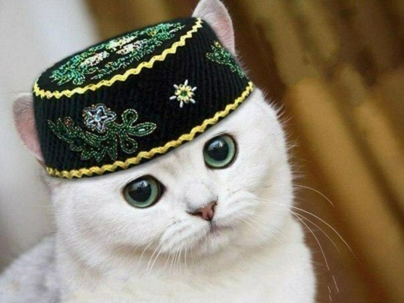 Создать мем: татарская кошка, татарский кот, кошка в тюбетейке
