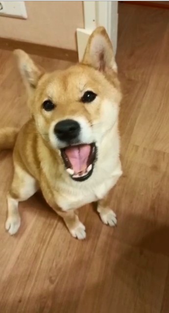 Create meme: shiba inu, shiba inu dog, shiba shiba inu