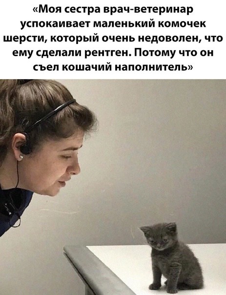 Create meme: cat , cats , cat 