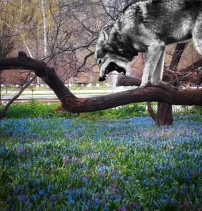 Создать мем: волк про тягу, природа, весна