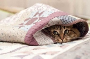 Создать мем: котик в одеяле, кошка под одеялом, кот в одеяле
