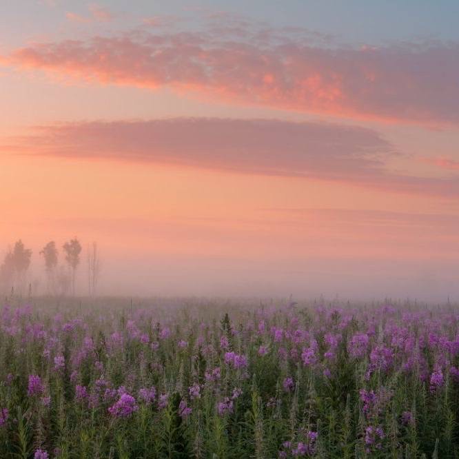 Create meme: Ivan May tea, Ivan tea field in the fog, field with Ivan tea