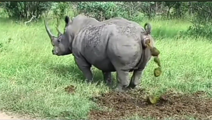 Создать мем: носорог накакал, rhino, слон бегемот носорог