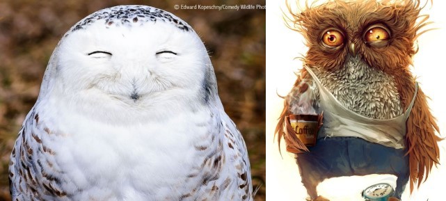 Create meme: funny owls, sleepy owl, the owl is cool