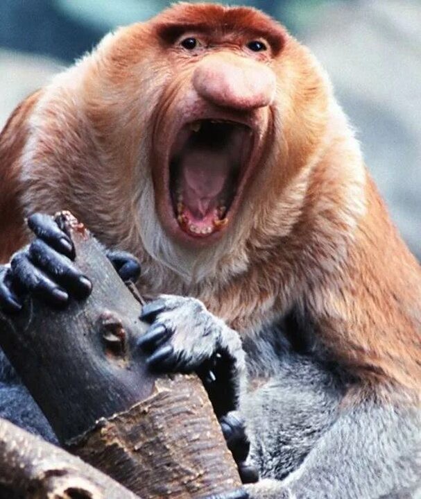 Создать мем: носач, обезьяна носач эндемик, animals ugly