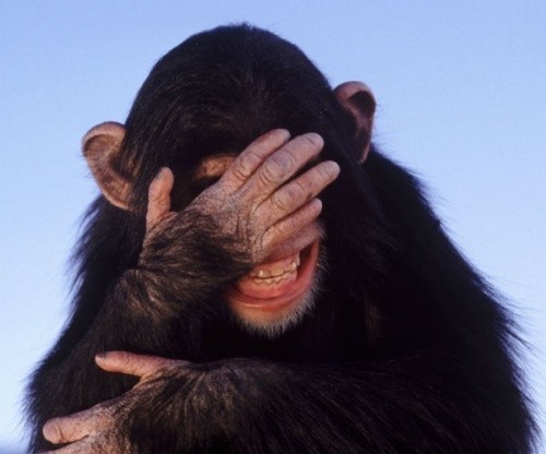 Создать мем: шимпанзе, обезьянка закрывает глаза, смеющиеся животные