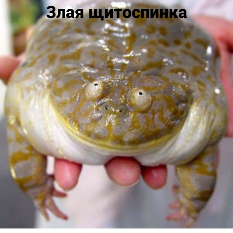Create meme: the bull frog, toad frog, frog mitosinka
