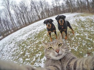 Create meme: selfie cat, cat