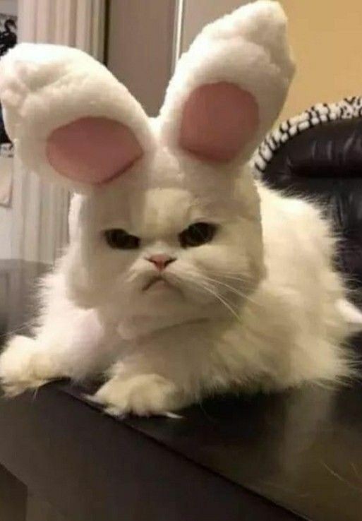 Создать мем: кот с ушами зайца, злой зайка, злобный заяц