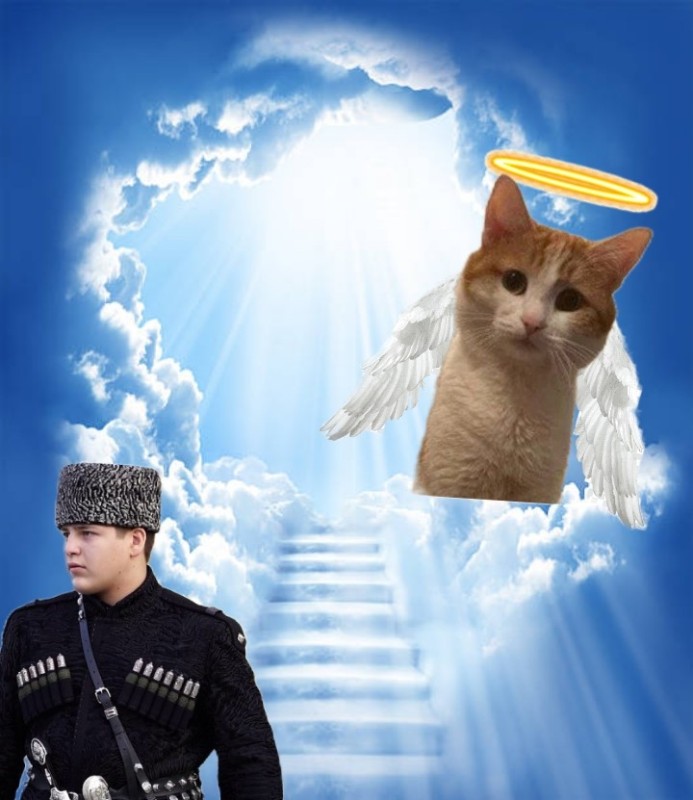 Создать мем: кот, stairway to heaven, гигга chad
