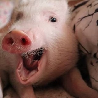 Создать мем: свинья зевает, свинка пигги, пиги свинки