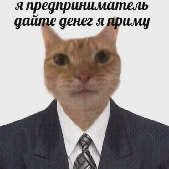 Создать мем: мемные коты, cat cat, кот из мемов