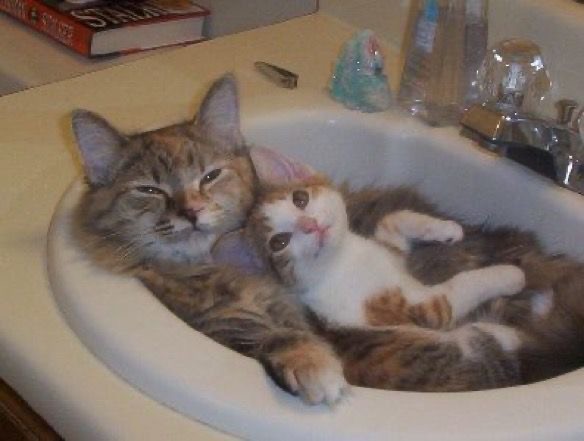 Create meme: the cat in the bathroom, the cat is sleeping in the bathroom, kitten in the bath