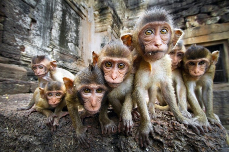 Создать мем: четыре обезьяны, стадо обезьян, куча обезьян