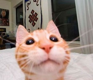 Create meme: round cat, selfie, drunk cat