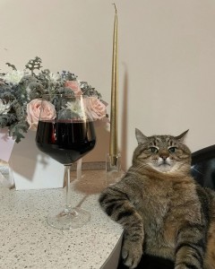 Создать мем: кот степан, кот, кот с вином