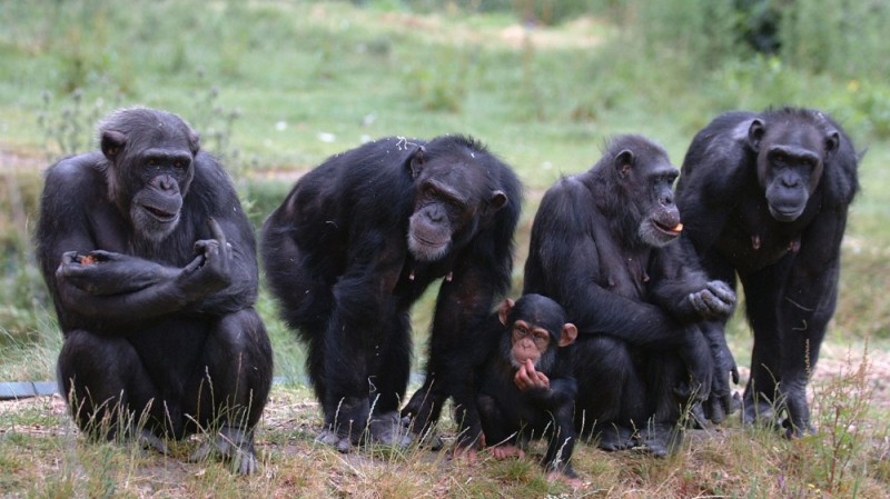 Create meme: chimpanzees , a herd of monkeys, bonobo chimpanzee