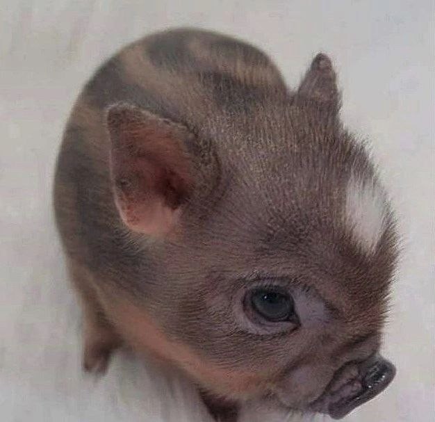 Создать мем: маленькая свинка, мини пиги, мини пигги свинка
