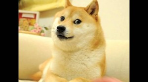 Создать мем: such doge, shiba inu, шиба ину