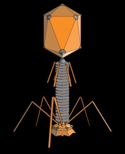 Create meme: bacteriophage, bacteriophage, Robot virus