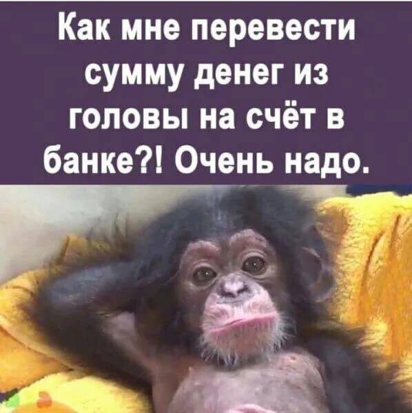 Create meme: monkey money , money , funny monkeys