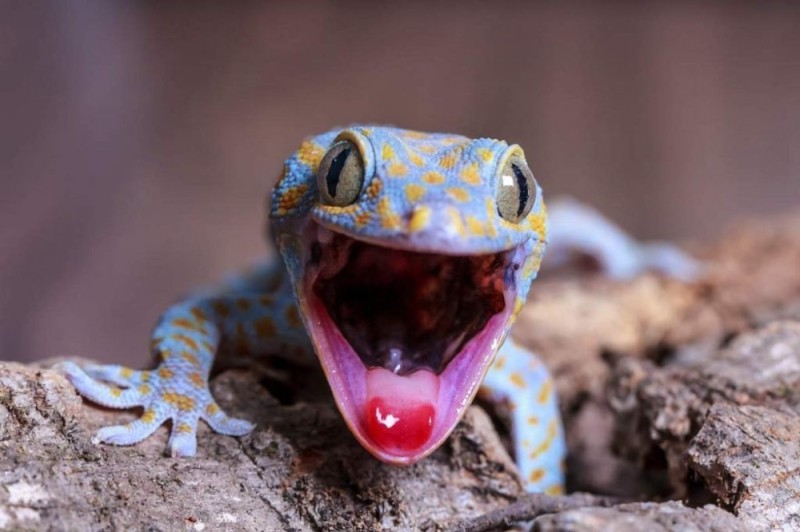 Create meme: Gecko , tukke gecko, toki gecko