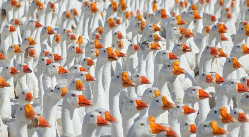 Create meme: lots of geese, the goose is beautiful, a flock of geese