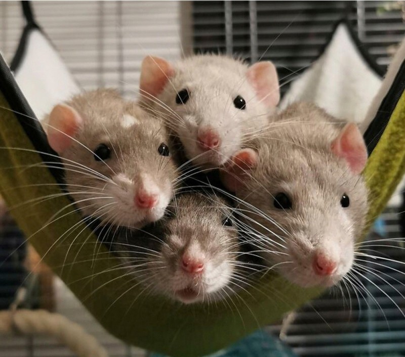 Create meme: beautiful rats, rats Dumbo, two cute rats