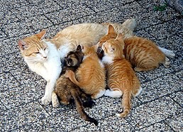 Создать мем: кошка кормит котят, рыжая кошка с котятами, кошка