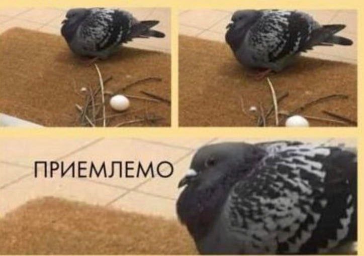 Create meme: The pigeon has built a nest, acceptable pigeon, dove 