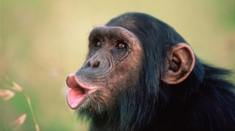 Создать мем: шимпанзе ухо, обезьяны шимпанзе, чупапи мунянё