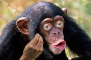 Создать мем: самец шимпанзе, обезьяна макака, обезьяна самец
