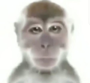 Create meme: magnifier, primates, monkey