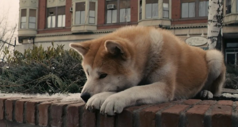 Create meme: Hachiko: the most loyal friend, akita inu movie hachiko, Akita inu Hachiko 