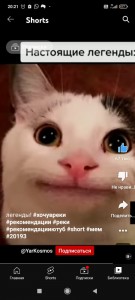 Create meme: stoned cat, mennie cats, cat meme