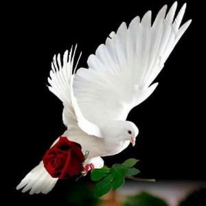 Create meme: dove with rose, bird dove, dove