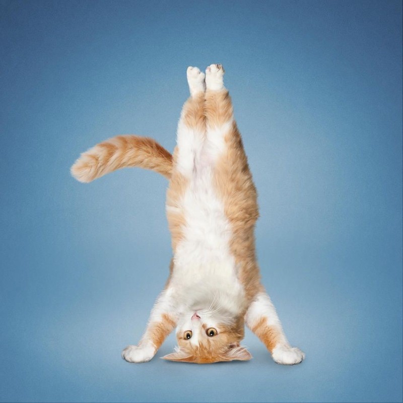 Create meme: yoga cats, yoga cat, cheerful cat