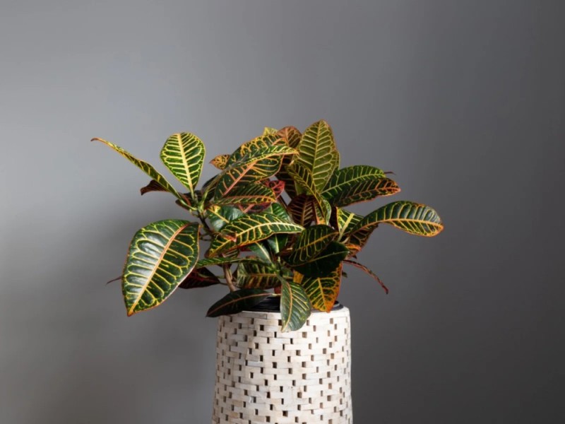 Create meme: codiaeum Croton, flower codium, codium