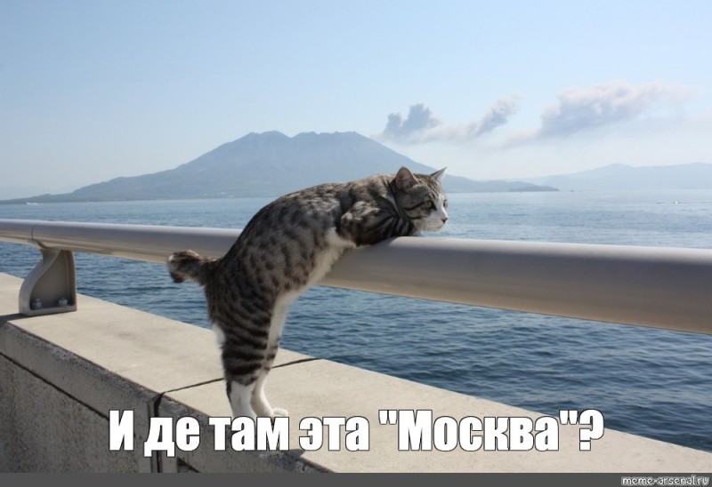 Создать мем: лето кот, кот в отпуске, кошка на море