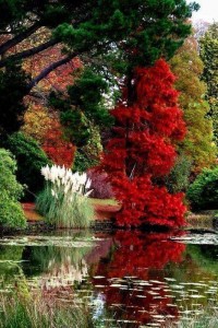 Create meme: beautiful garden, Japanese garden, autumn landscapes