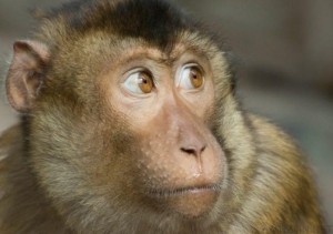 Создать мем: обезьяна, макак суматранский, обезьяна лицо